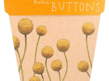 Sow  n Sow Gift of Seeds Billy Buttons For Cheap