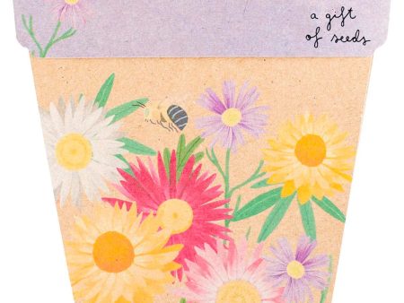 Sow  n Sow Gift of Seeds Daisies Native Discount